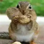 しまりすの画像