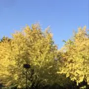 なすなすの画像