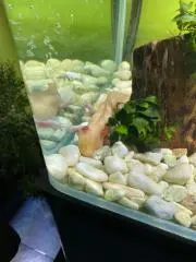 aahkの画像