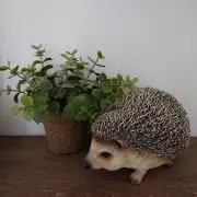 はるりんの画像