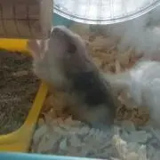 はむちの画像