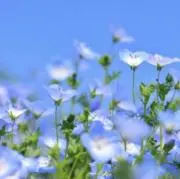 まいる      ⭐️即日発送⭐️の画像