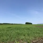 アサヒ風早モダンアームチェア 幾何学模様 ベージュ - メルカリ