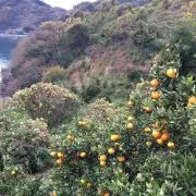 yamaの画像