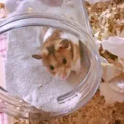 やも