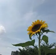 クマの画像