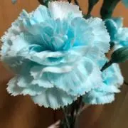 ワビ&さびの画像