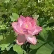 タコヤキの画像