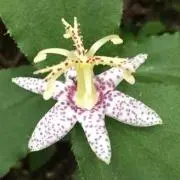 ひでやんの画像