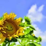 はぴこ