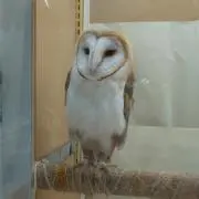 梅先生の画像