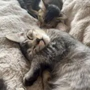 MOGMOGの画像