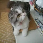 蘭