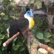 ムーの画像