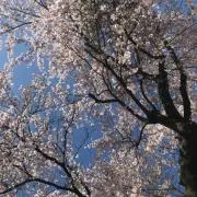 おおたま