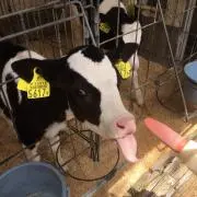 モー