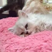 にゃんの画像