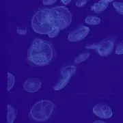 りゆの画像