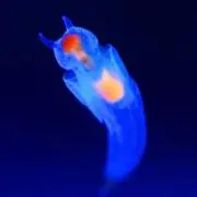 クリオネ