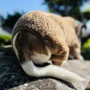 ともちゃん