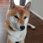 ココチの画像