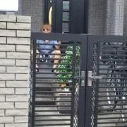 しゅー