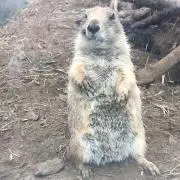 iiiの画像