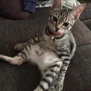 こまの画像