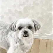 KFD