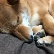 ゆず