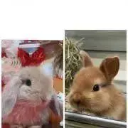 ふうか