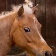 KAGEROの画像
