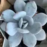gagamichikoの画像