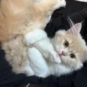 Bettyの画像