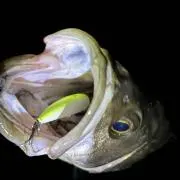 WATAJI