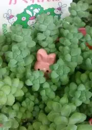 たんたんの画像