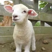 よう