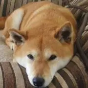 しばわんこの画像