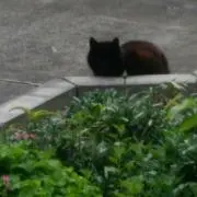 こゆの画像