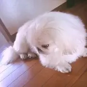 S♡発送平日のみ