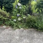えすの画像