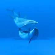こんちゃんの画像