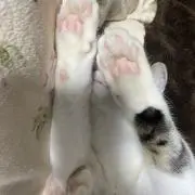 シルシルミルミルの画像