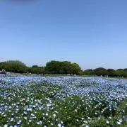 なぎの画像