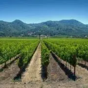 Wine Buzz！の画像