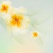 Alohanaの画像