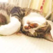 みー