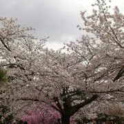 ソルトの画像