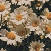 ミウラの画像