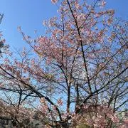 ayumiの画像